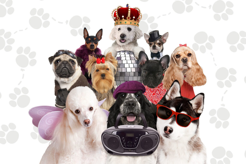Doggie Boogie