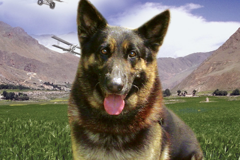 Rin Tin Tin